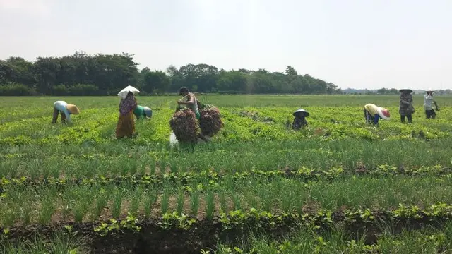 Petani bawang merah di sejumlah Kecamatan di Kabupaten Brebes mulai memasuki masa panen raya, Kamis (17/11/2016).
