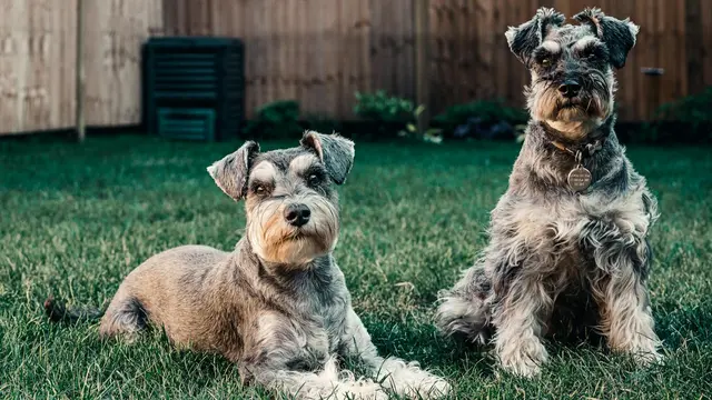Miniature Schnauzer