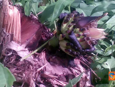 Citizen6, Sulawesi Selatan: Seorang warga Telaga, Kecamatan Enrekang, menemukan sebatang pohon pisang yang telah mati namun dapat menghasilkan buah pisang. (Pengirim: Rudy)