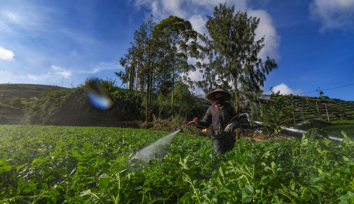 Petani melakukan penyemprotan pupuk pada tanaman kentang di kawasan dataran tinggi Dieng, Batur, Banjarnegara, Jawa Tengah, Minggu (2/11/2025). Akibat kebijakan ini, sejumlah petani kentang di wilayah dataran tinggi Dieng merasa terpinggirkan. (merdeka.com/Arie Basuki)