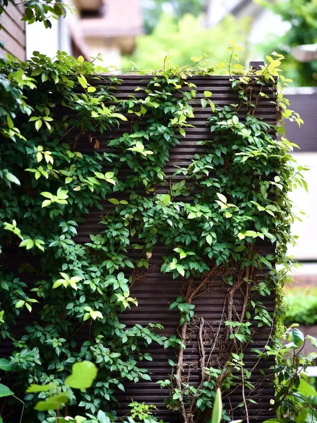 Model Pagar Rumah Tanaman Rambat Hidup Konsep Green Fence