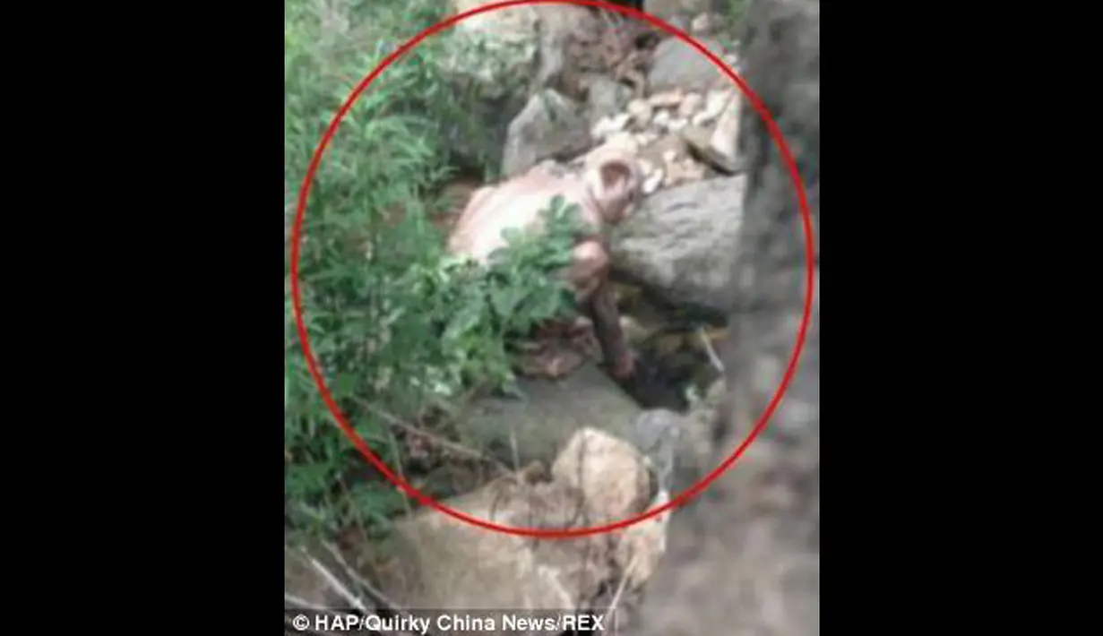 Kebenaran makhluk asing dalam foto tersebut menjadi perdebatan. Sebagaian dari mereka mengatakan benar sebagian lagi menyangkalnya (dailymail)
