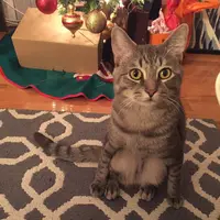 Wilbur: si kucing yang hobi jongkok layaknya manusia. (via: meongers.com) 