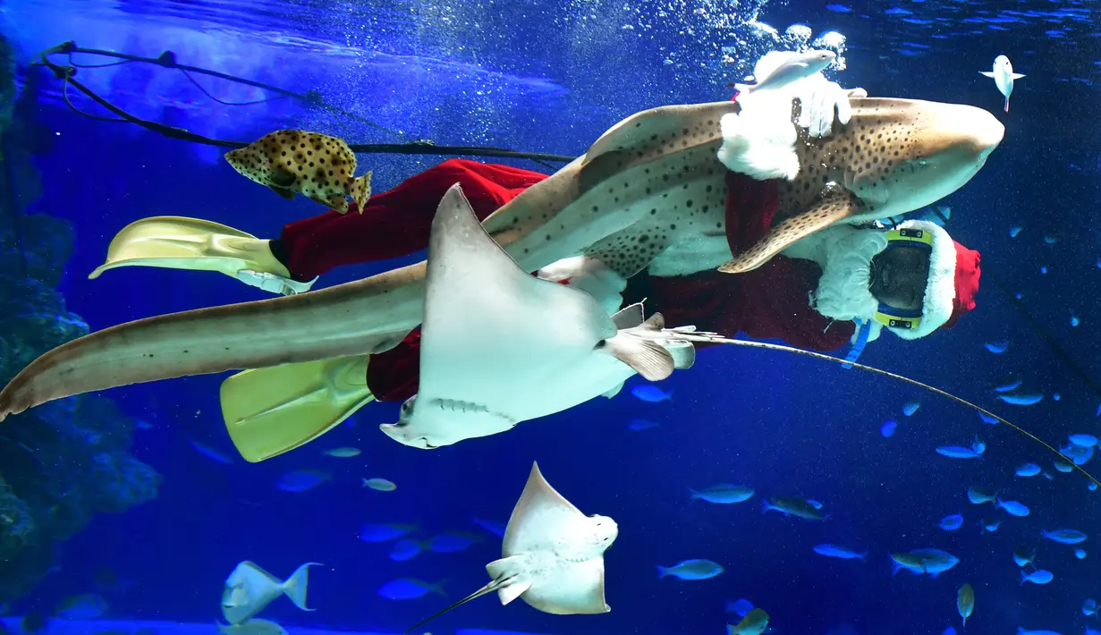 Penyelam berkostum sinterklas berenang dengan ikan di Sunshine Aquarium selama acara promosi Natal di Tokyo, Jumat (14/12). Sunshine Aquarium adalah rumah dari hampir 37.000 ekor ikan dan 750 jenis hewan laut. (Photo by Kazuhiro NOGI / AFP)