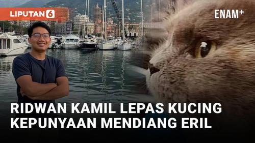 VIDEO: Ridwan Kamil Lepas Kucing Persia Kesayangan Eril