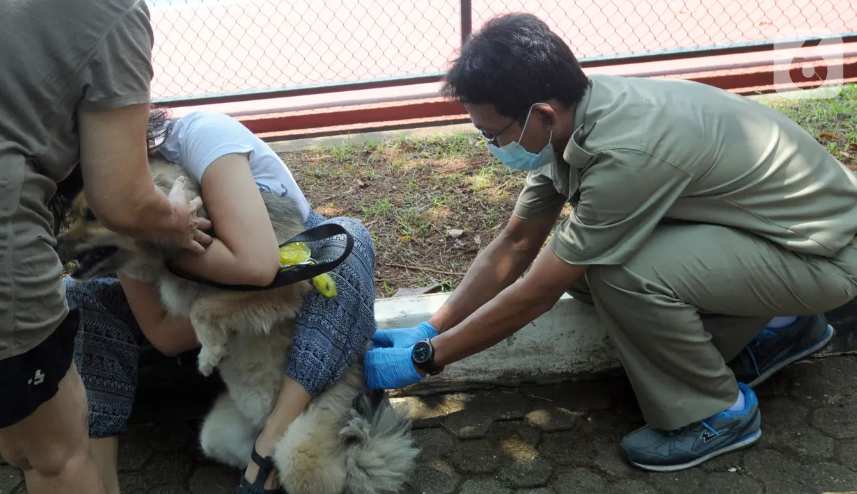 Dokter hewan dari  Suku Dinas Ketahanan Pangan Kelautan dan Pertanian Jakarta Selatan menyuntikkan vaksin antirabies kepada seekor anjing di Perumahan Bumi Karang Tengah, Jakarta Selatan, Selasa (21/9/2021). Kegiatan ini menargetkan Provinsi DKI Jakarta bebas rabies. (merdeka.com/Arie Basuki)