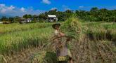 Petani memanen padi jenis Inpari 32 di Kampung Tematik Mulyaharja, Bogor, Jawa Barat, Rabu (6/5/2026). Perum Bulog melaporkan realisasi penyerapan gabah dan beras nasional mencapai 1,7 juta ton pada periode Januari hingga 5 April 2026. (merdeka.com/Arie Basuki)