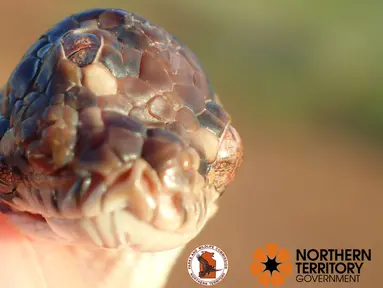 Foto dari media sosial pada 3 Mei 2019 menunjukkan bayi ular piton bermata tiga yang ditemukan di Darwin, Australia. Ular piton tersebut ditemukan di pinggiran jalan bebas hambatan di Kota Darwin. (Northern Territory Department of Tourism and Culture/via REUTERS)