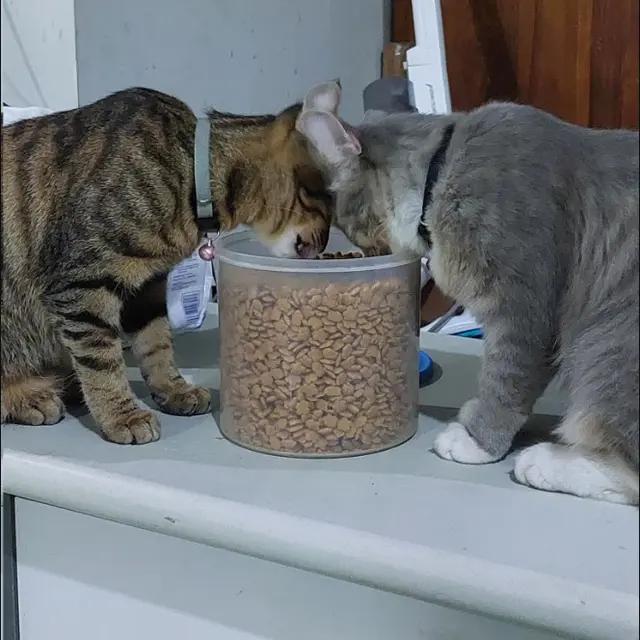6 Potret Aksi Kucing Makan Langsung dari Toples, Ada Saja Tingkah Lucunya