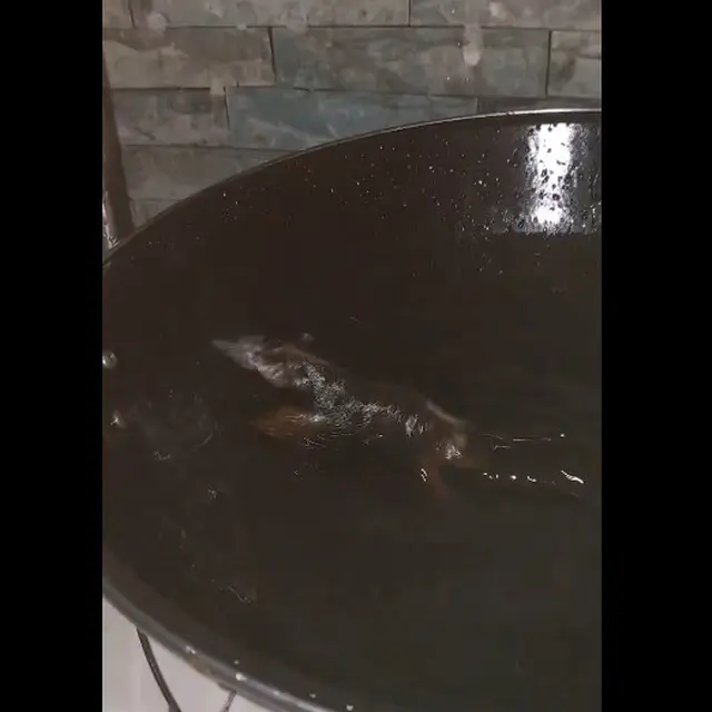 6 Potret Apes Tikus Nyemplung di Minyak Goreng Ini Bikin Tepuk Jidat