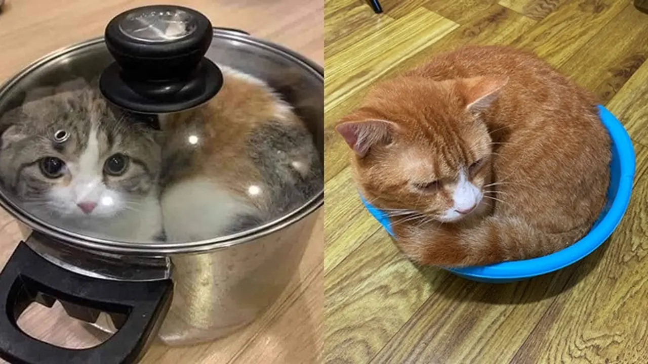 6 Kelakuan Pemilik Kucing ke Peliharaannya Ini Nyeleneh, Ada yang Dimasukkan Keresek
