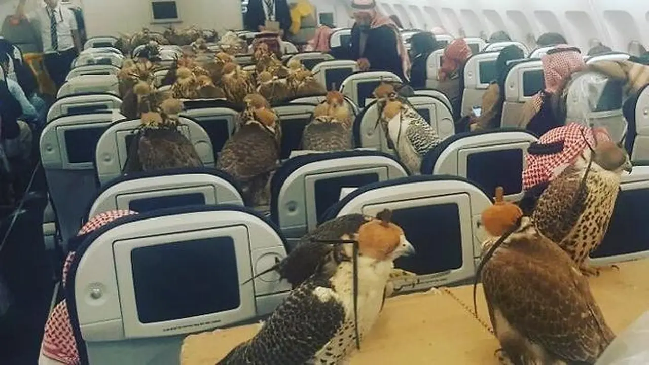 Puluhan ekor burung elang jadi penumpang pesawat