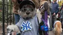 Seekor anjing bak penyanyi rapper selama mengikuti Parade anjing Halloween di New York, USA, Sabtu (24/10/2015). Puluhan Anjing dari berbagai ras ikut dalam parade ini. (REUTERS/Keith Stephanie)