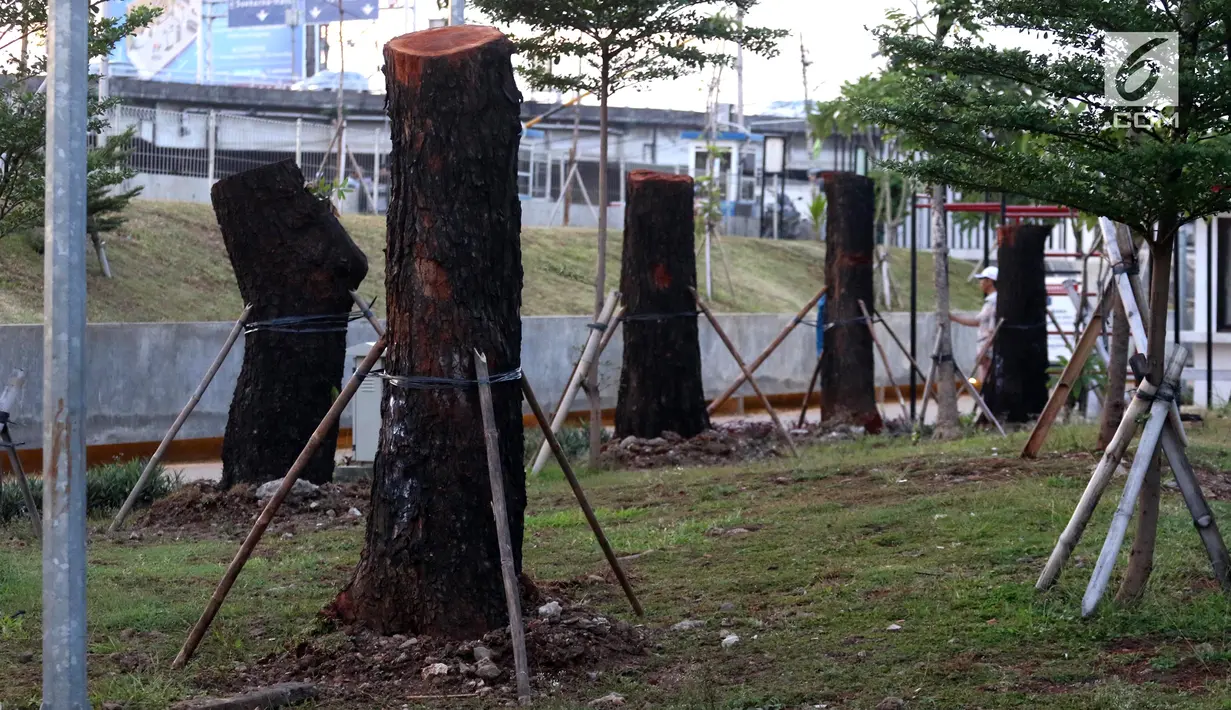 Delapan pohon yang berasal dari Jalan Sudirman dipindah ke kawasan RTH Kalijodo, Jakarta Utara, Kamis (15/3). Pohon yang dipindah merupakan jenis mahoni. (Liputan6.com/Arya Manggala)