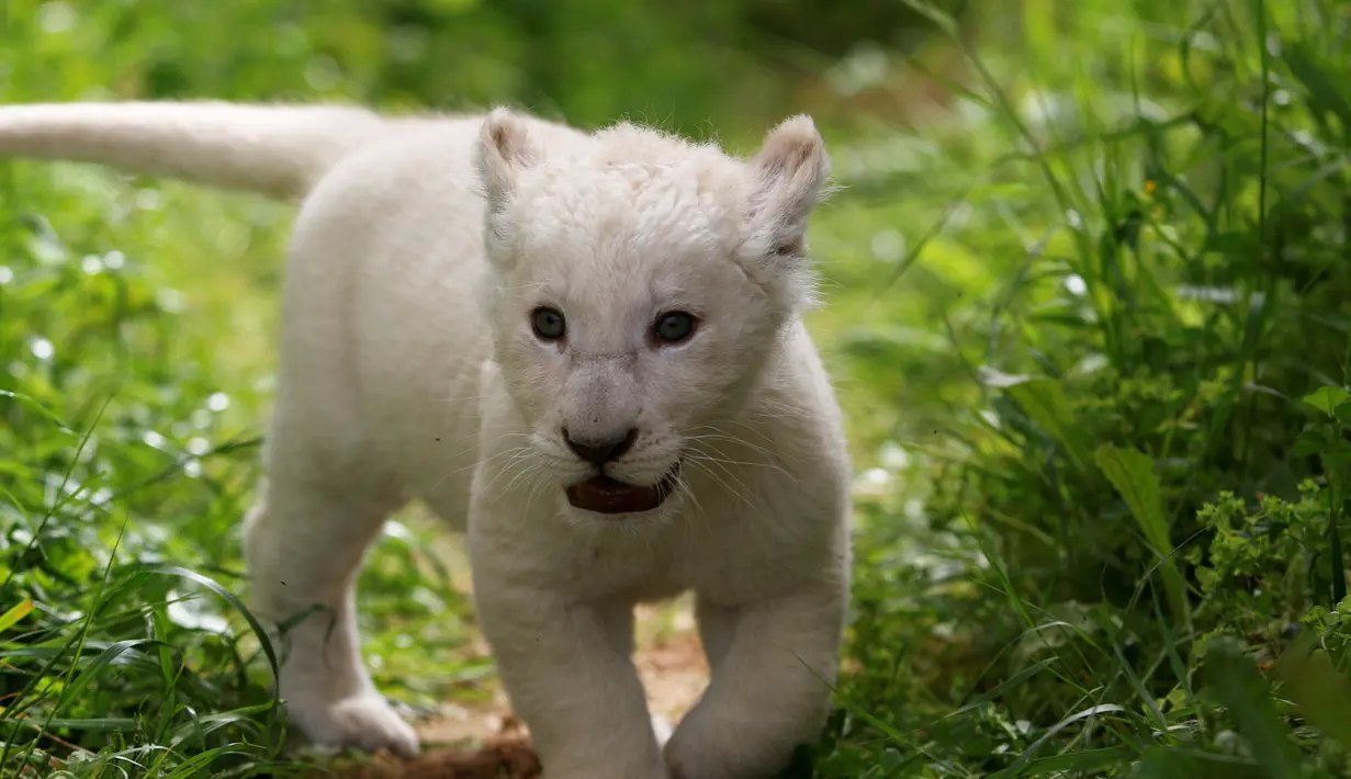 Seekor singa putih yang baru lahir, bernama Simba, terlihat di kebun binatang Paphos, Siprus pada 14 April 2019. Populasi satwa nokturnal tersebut terbilang langka di dunia, tercatat singa putih hanya ada 300 ekor dan 13 diantaranya hidup di alam liar. (REUTERS/Yiannis Kourtoglou)