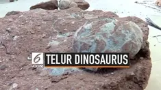 Seorang anak laki-laki berusia 9 tahun bernama Zhang Yangzhe menemukan fosil telur dinosaurus di Kota Heyuan, Guangdong, China. Fosil telur itu diperkirakan berusia 66 juta tahun.