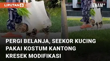 Seekor kucing diajak pergi belanja oleh majikannya menarik perhatian