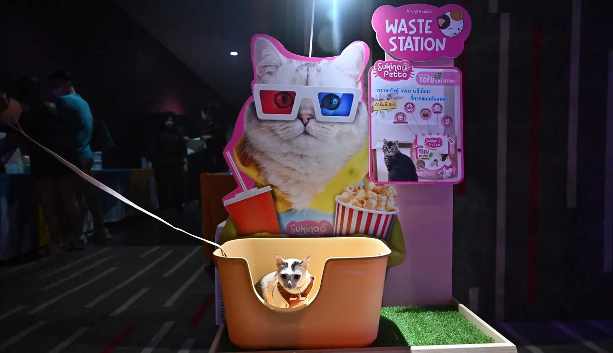 Industri hewan peliharaan di Thailand merupakan yang terbesar kedua di Asia, setelah China, dengan sekitar 8,3 juta anjing dan 3,7 juta kucing pada tahun 2021, menurut data industri. (Lillian SUWANRUMPHA / AFP)