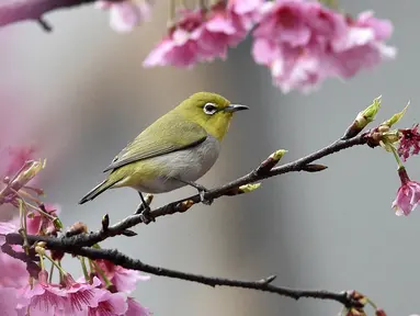 Seekor burung Pleci Jepang (Zosterops Japonicus) bertengger di sebuah pohon di Taipe, Kamis (9/3). Burung Pleci Jepang sering disebut juga sebagai Burung Kacamata. (AFP PHOTO / Sam YEH)