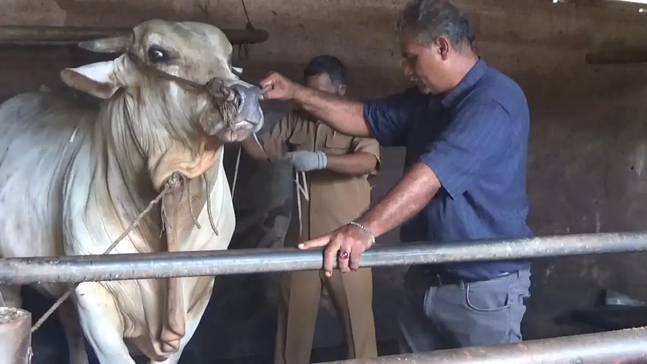 Sapi untuk kurban