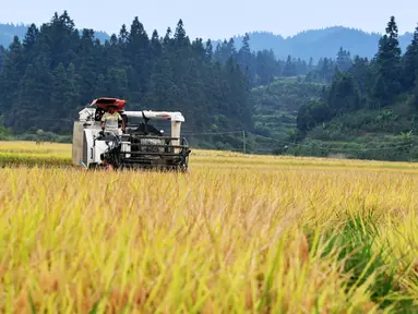 Seorang petani memanen padi di sebuah sawah yang ada di Desa Shanghua di Kota Gaoniang, Wilayah Tianzhu, Prefektur Otonom Etnis Miao dan Dong Qiandongnan, Provinsi Guizhou, China barat daya (2/9/2020). (Xinhua/Yang Wenbin)