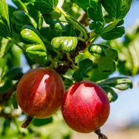 ilustrasi manfaat daun delima untuk menguatkan sistem kekebalan tubuh/nnattalli/shutterstock