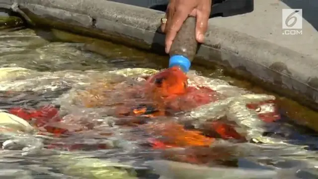 Sebuah video dari Thailand menjadi perhatian Warganet. Seorang pria memberi makan ikan Koi dengan cara yang berbeda.