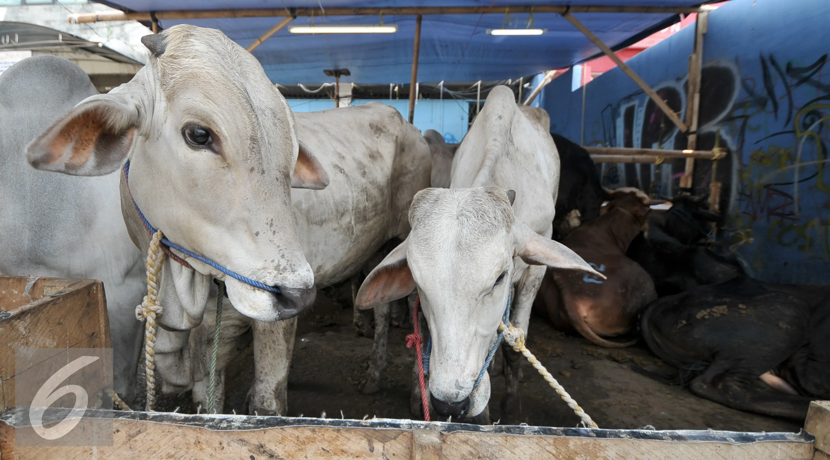 Sejumlah hewan kurban di kawasan Tanah Abang, Jakarta, Sabtu (3/9). Untuk harga Kambing dijual dengan harga Rp2,2-5,5 juta, sedangkan harga sapi Rp18-35 juta. (Liputan6.com/Yoppy Renato)