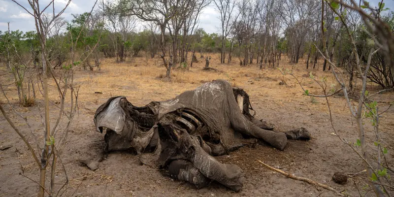 Ratusan Gajah Mati di Taman Nasional Hwange Zimbabwe