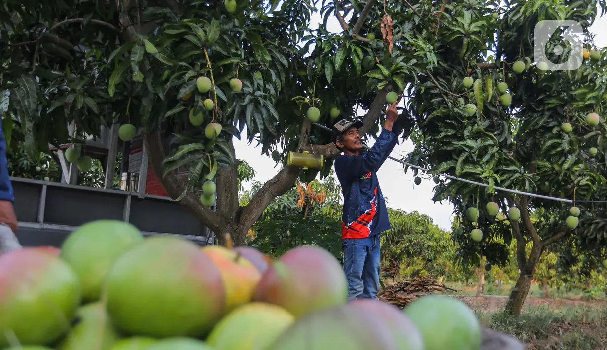 Mangga varietas unggulan jenis Agrimania saat ini kian diminati masyarakat. (Liputan6.com/Angga Yuniar)