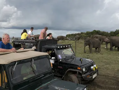 Wisatawan melihat melihat kawanan gajah Asia di Taman Nasional Minneriya di Sri Lanka tengah utara (17/5). Taman ini merupakan tempat wisata yang populer untuk melihat gajah liar Asia berkumpul di lahan terbuka. (AFP Photo/Alex Ogle)
