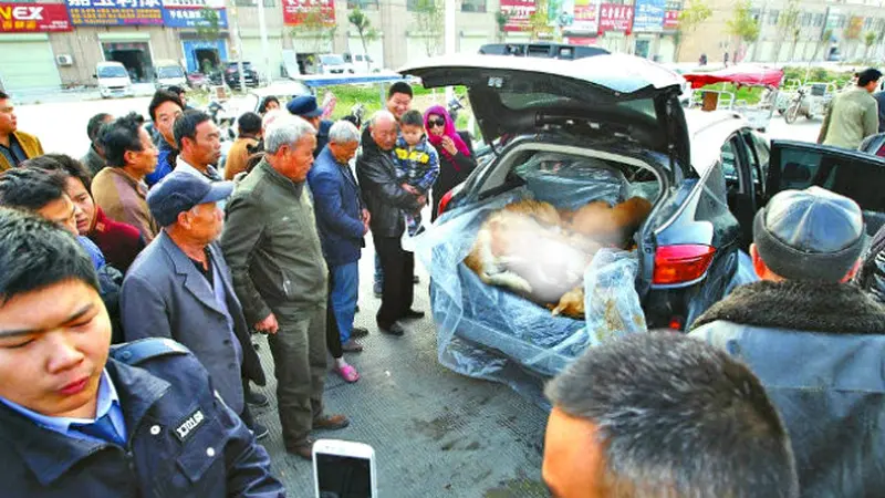 Astaga, Bagasi Mobil Ini Dipenuhi Bangkai Anjing