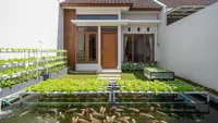 Sistem Aquaponik Ikan Nila dan Selada yang Cocok untuk Pemula di Rumah Minimalis