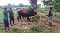 20 Orang Jaga 24 Jam Sapi Kurban Presiden Prabowo di Sulsel