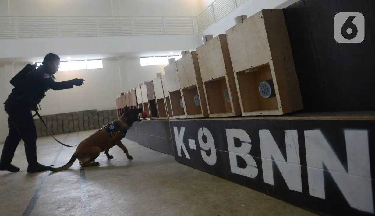 Pelatih K9 wanita Widiya Hutahean melatih seekor anjing di Markas Komando K9 BNN, Selasa (8/3/2022). Pelatih K9 wanita menjalankan tugas yang biasa dilakukan kaum pria dalam memerangi peredaran narkoba baik jaringan internasional maupun nasional. (merdeka.com/Imam Buhori)