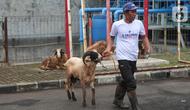 Pekerja membawa kambing kurban di studio 5 Indosiar, Daan Mogot, Jakarta, Rabu (6/7/2022). PT Surya Citra Media (SCM) menyerahkan sejumlah hewan kurban kepada masyarakat jelang Hari Raya Idul Adha ada 65 hewan kurban yang diserahkan SCM tahun ini. Sebanyak 65 hewan kurban ini terdiri dari 8 ekor sapi dan 57 ekor kambing. (Liputan6.com/Angga Yuniar)