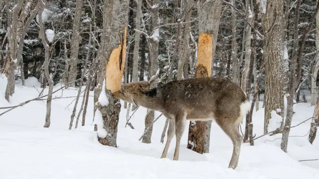 Rusa (Cervidae)