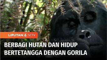 VIDEO: Hidup Berdampingan dengan Gorilla di Wilayah Timur Kongo, Siswa Dijadikan Duta Gorila