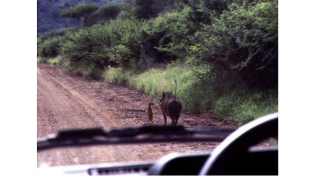 Tak Disangka 7 Potret Tingkah Laku Hewan Ini Seperti dalam Film