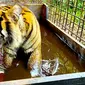 Harimau sumatrea yang pernah dievakuasi BBKSDA Riau karena terkam manusia. (Liputan6.com/Dok BBKSDA Riau)