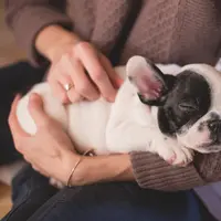 Ilustrasi anjing sebagai hewan peliharaan. (dok. pexels.com/Asnida Riani)