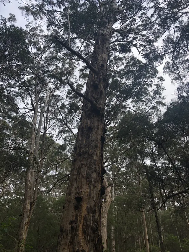 Pohon Karri tertua di Hutan Boranup, Australia
