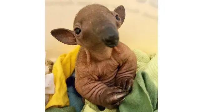 Potret 7 Bayi Hewan Ini Imut Banget, Bikin Gemes