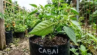 Cara Menghilangkan Kutu Daun Cabe agar Tanaman Kembali Sehat dan Subur