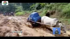 Petugas KPU Lampung distribusikan logistik pemilu gunakan gerobak sapi ke empat desa di wilayah Wayharu, Pesisir Barat, Lampung.