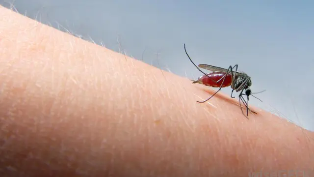 Waspada, Nyamuk DBD Sukanya Gigit Kaki