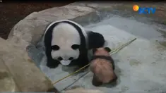 Yuang Meng lahir dari giant panda, Huan Huan dan Yuan Zi. Kedunya tinggal di Prancis sejak Januari 2012 yang dipinjamkan pemerintah China.