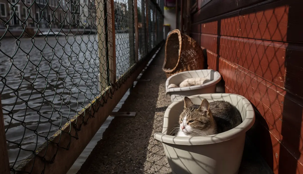 Seekor kucing, Borre duduk di sebuah keranjang di kapal penampungan atau Catboat di Amsterdam, Belanda, 2 Agustus 2017. Kapal ini pertama kali dimanfaatkan sebagai penampungan kucing tahun 1966 oleh Henriette Van Weelde. (AP Photo/Muhammed Muheisen)
