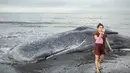 Setelah pemeriksaan selesai, bangkai paus paus sperma akan dikuburkan di lokasi (di tempat) untuk menghindari bau busuk dan dampak lingkungan. Tampak dalam foto, seorang wanita berswafoto di dekat bangkai paus sperma yang terdampar, sementara petugas konservasi masih menyelidiki penyebab kematiannya, menjelang rencana penguburan di salah satu tempat di pantai Banjar Anyar Sari, Desa Nusasari, Kecamatan Melaya, Jembrana, Bali, pada Rabu 6 Mei 2026. (Lana Priatna/AFP)