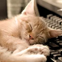 Tingkah lakunya benar-benar membuat yang melihat tak tahan untuk tertawa. Untuk turun tangga saja, ia malas menggunakan empat kakinya.